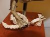 roitelion_versus_cobrafe_4~0.jpg