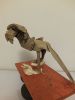 roitelion_versus_cobrafe_6~0.jpg