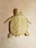 tortue_2_28229.JPG