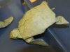 tortue_marine_282129.JPG