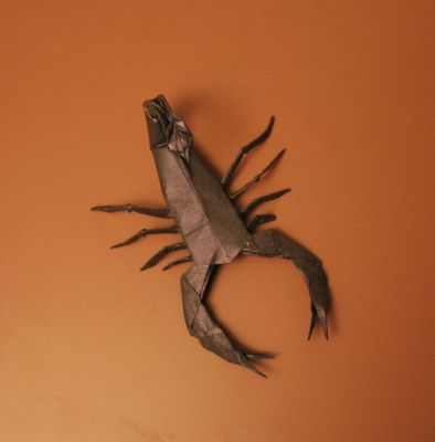 scorpion de lang - vue de dessus
