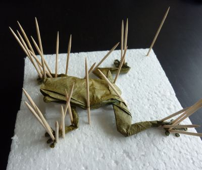 acuponcture grenouille
