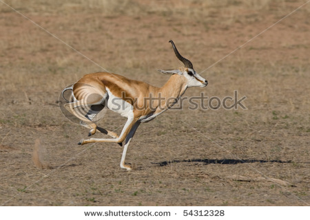 stock-photo-a-male-springbok-running-in-a-dry-riverbed-in-the-kalahari-desert-54312328.jpg