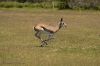 Nom du fichier=6449912-springbok-running-on-a-grassland.jpg
Taille du fichier=23Ko
Dimensions : 400x267
Ajouté le : 06 Septembre 2011 6449912-springbok-running-on-a-grassland.jpg