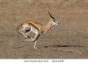 Nom du fichier=stock-photo-a-male-springbok-running-in-a-dry-riverbed-in-the-kalahari-desert-54312328.jpg
Taille du fichier=57Ko
Dimensions : 450x320
Ajouté le : 06 Septembre 2011 stock-photo-a-male-springbok-running-in-a-dry-riverbed-in-the-kalahari-desert-54312328.jpg