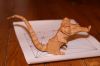 Nom du fichier=Rat.jpg
Taille du fichier=125Ko
Dimensions : 1200x800
Ajouté le : 30 Juin 2010 Rat.jpg