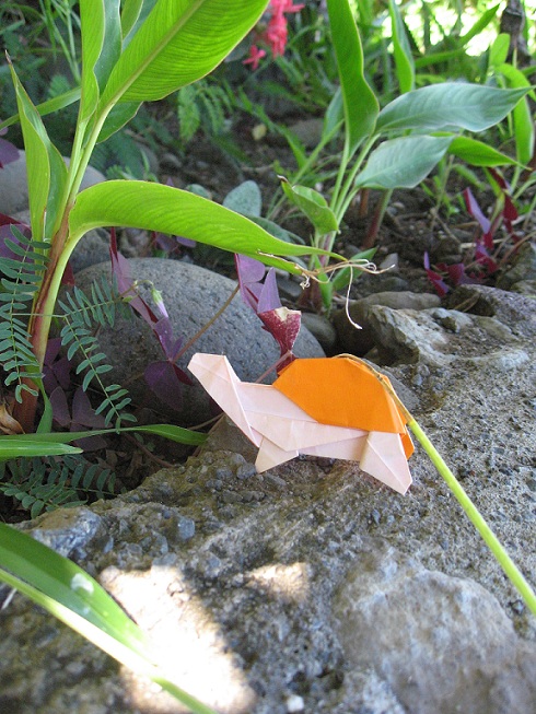 Tortue.JPG