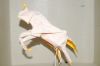 Nom du fichier=licorne-gromto.JPG
Taille du fichier=47Ko
Dimensions : 1024x678
Ajouté le : 23 Août 2009 licorne-gromto.JPG