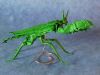 Nom du fichier=Mantis_Boxer_-_Manuel_Sirgo_1.JPG
Taille du fichier=173Ko
Dimensions : 1259x948
Ajouté le : 18 Novembre 2010 Mantis_Boxer_-_Manuel_Sirgo_1.JPG