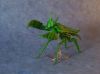 Nom du fichier=Mantis_Boxer_-_Manuel_Sirgo_2.JPG
Taille du fichier=176Ko
Dimensions : 1349x1002
Ajouté le : 18 Novembre 2010 Mantis_Boxer_-_Manuel_Sirgo_2.JPG
