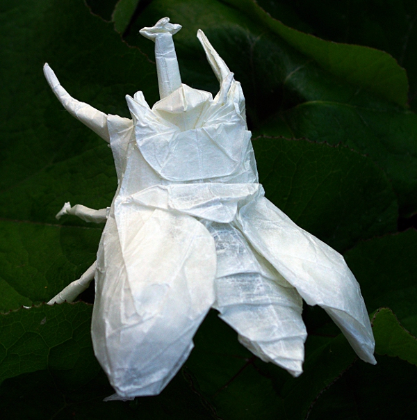 multi horned beetel design by Le Tuan test fold 1
Papier cuisson 33 x 33 cm
