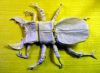 Nom du fichier=Lucanus_Swinhoei_V1.JPG
Taille du fichier=196Ko
Dimensions : 600x442
Ajouté le : 06 Mars 2011 Lucanus_Swinhoei_V1.JPG