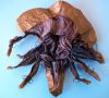 Nom du fichier=Lucanus_Swinhoei_etape_84_dessous.jpg
Taille du fichier=208Ko
Dimensions : 600x545
Ajouté le : 08 Mars 2011 Lucanus_Swinhoei_etape_84_dessous.jpg