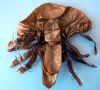 Nom du fichier=Lucanus_Swinhoei_etape_84_dessus.jpg
Taille du fichier=223Ko
Dimensions : 600x544
Ajouté le : 08 Mars 2011 Lucanus_Swinhoei_etape_84_dessus.jpg