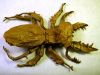 Nom du fichier=Lucanus_Swinhoei_papier_de_soie_vue_de_dessus.jpg
Taille du fichier=219Ko
Dimensions : 600x453
Ajouté le : 19 Mars 2011 Lucanus_Swinhoei_papier_de_soie_vue_de_dessus.jpg