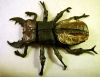 Nom du fichier=Lucanus_Swinhoei_peinture_acrylique.jpg
Taille du fichier=213Ko
Dimensions : 600x464
Ajouté le : 19 Mars 2011 Lucanus_Swinhoei_peinture_acrylique.jpg