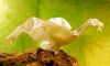 Nom du fichier=oie_de_Elerth_Leiva.jpg
Taille du fichier=85Ko
Dimensions : 600x362
Ajouté le : 08 Novembre 2010 oie_de_Elerth_Leiva.jpg