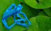 poison_dart_frog_sur_une_feuille.JPG