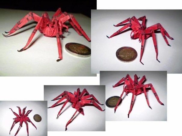 araignée
