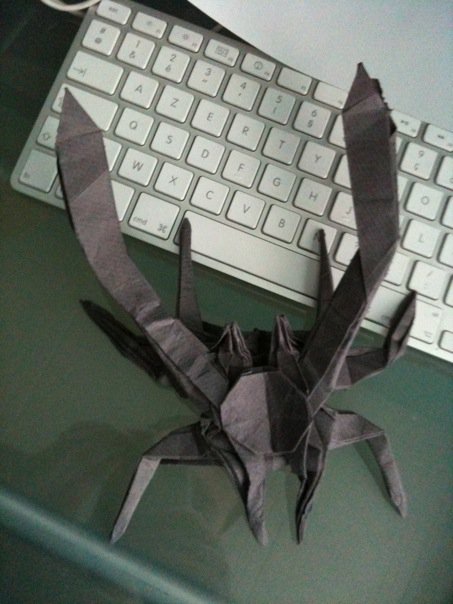 araignée des mers
