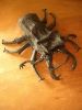 DSCN4548.JPG