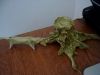 Pic-20100831-002.jpg