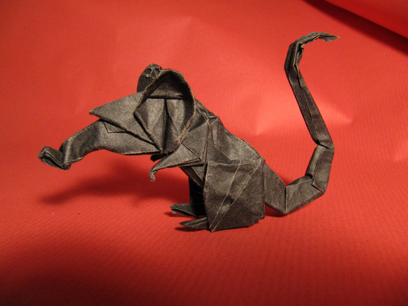 Rat
