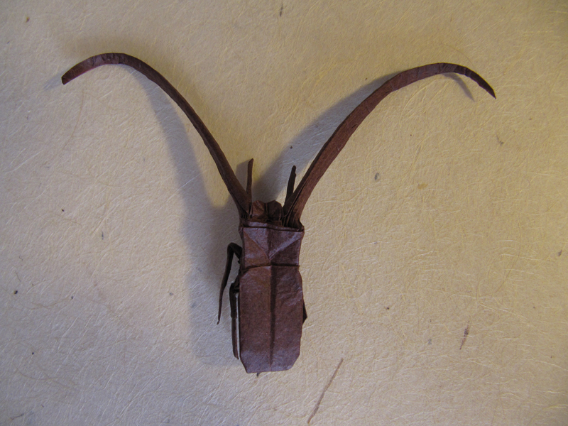 Longhorn Beetle
