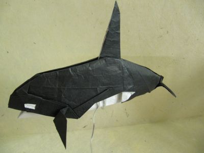 Orca
