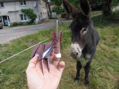 Donkeys
