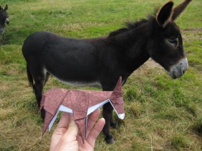 Donkeys

