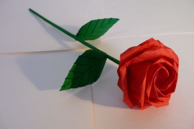 Rose de kawasaki
