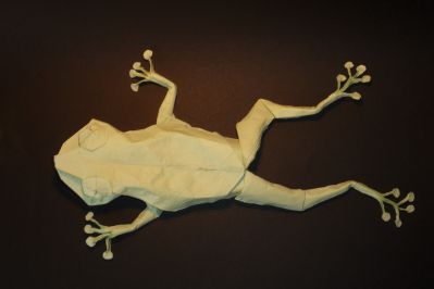 Grenouille arboricole de Petr Stuchly
