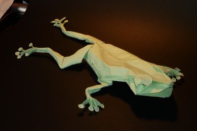 Grenouille arboricole de Petr Stuchly
