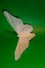 P1260299_resize.JPG