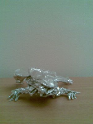 Grenouille arboricole de Lang
