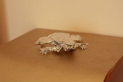 Grenouille arboricole de Lang
