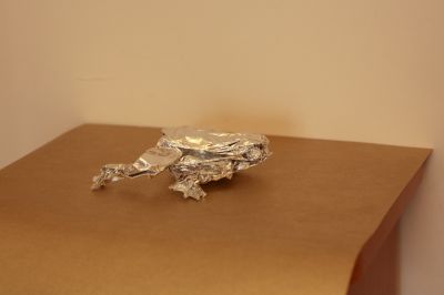 Grenouille arboricole de Lang

