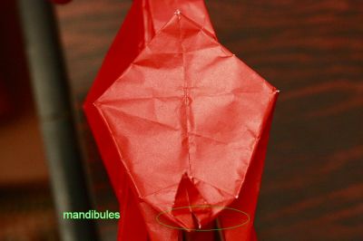 mandibules fourmi noire manuel sirgo
