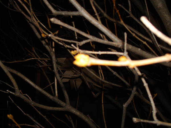 Opossum 001
