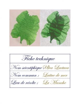 herbier_Challenge.jpg