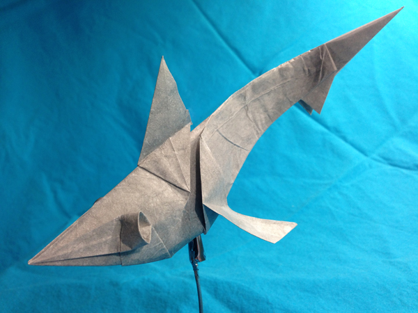 requin_001.jpg