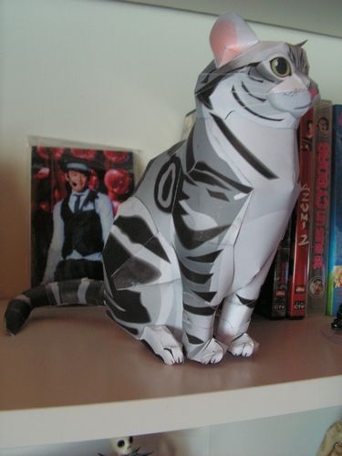 chat blanc 2
