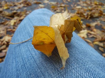 grue en feuille... d'arbre
