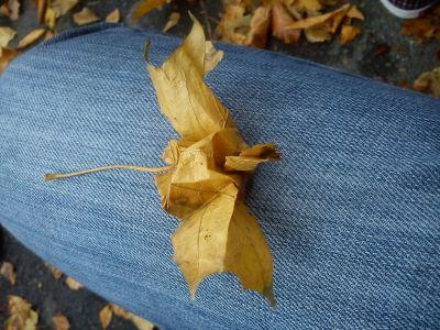 grue en feuille... d'arbre
