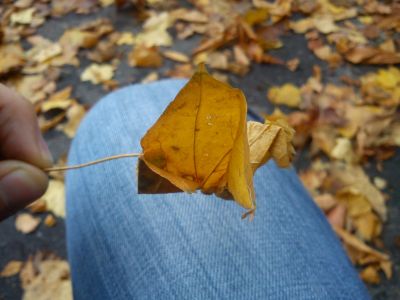 grue en feuille... d'arbre
feuille de sycomore
Désolé je connaît pas les dimension de la feuille  ^^
