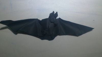 chauve souris
