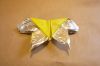 papillon.jpg