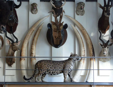 trophé de chasse
