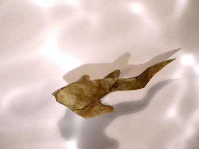 requin léopard 
de Luc Marnat d'aprés le requin de Nicolas Terry
